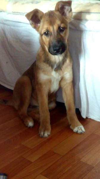 Ника, семейная собака ищет дом в Бронницах фото 22