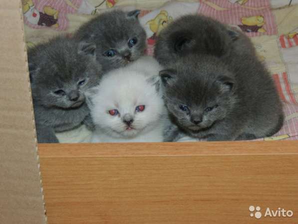 Котята вислоухие и прямоухие в Иванове фото 3