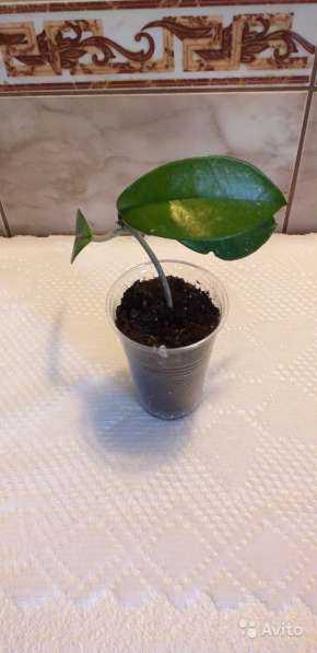 Хойя карноза в Севастополе фото 4