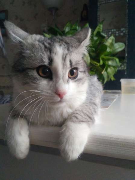 Молодой котик Буслай, окрас табби на серебре, в дар в Москве фото 3
