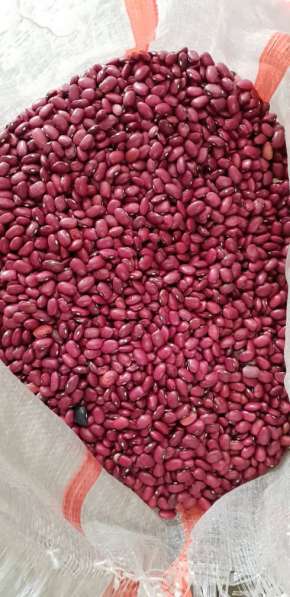 2018 New Crop 100% Natural Beans from Kyrgyzstan в фото 17