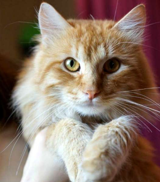 Рыжий кот в добрые руки в Москве фото 13