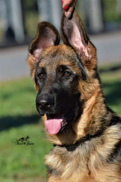 Немецкая овчарка в фото 19