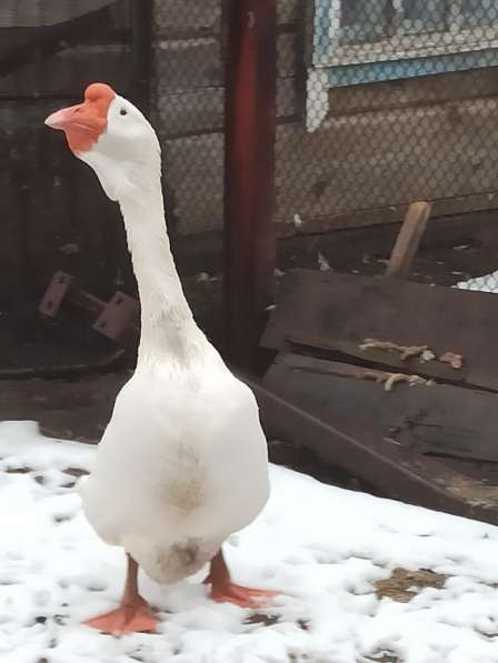 Гусак холмагор в Казани