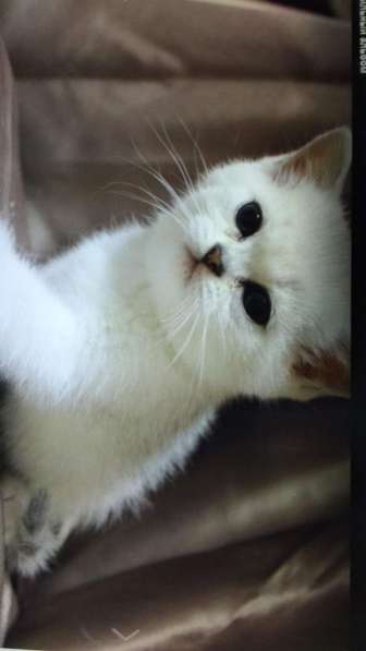 Драгоценные окрасы котят в Кисловодске фото 3