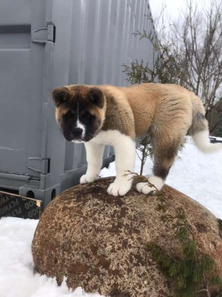 Щенки Американской акиты в Санкт-Петербурге фото 25