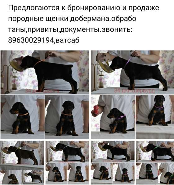 Щенки добермана