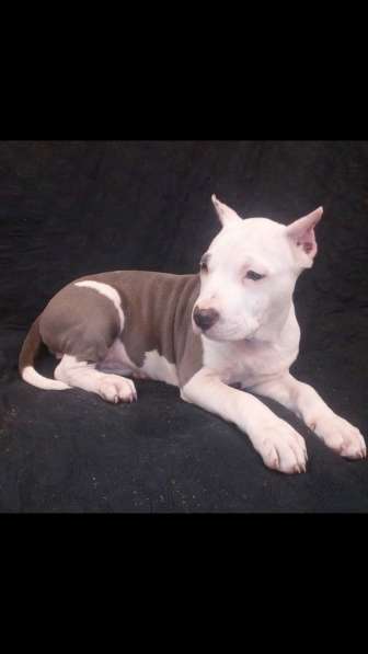 Красотка Амстаффа голубого окраса 3 месяца ркф в Москве