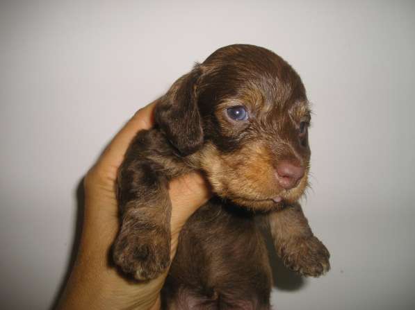 Такса жосткошерстная карликовая - щенки редких окрасов в фото 4