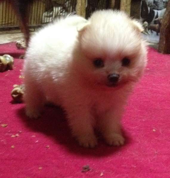 Померанский шпиц в Крымске фото 8