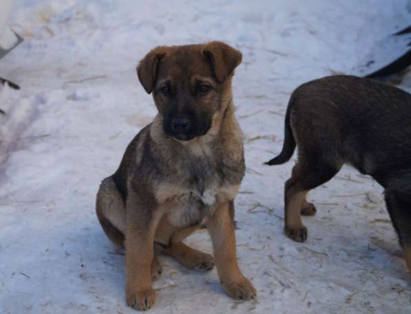 Дана, 1 год, ищет дом! в Раменское фото 16