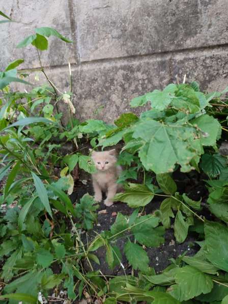 Милые котята в добрые руки в Воронеже фото 3