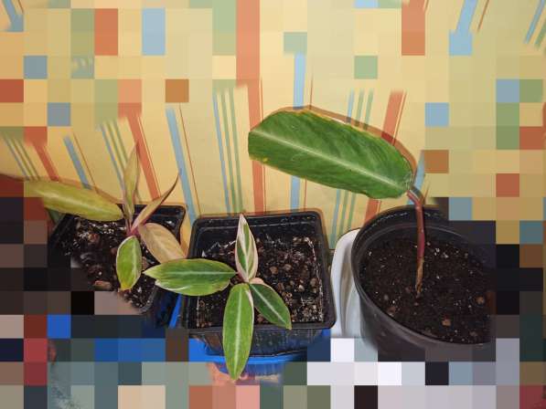 Строманта в Москве фото 10