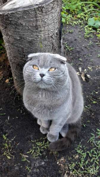 Продам котят породы шотландская вислоухая скоттиш фолд и стр в фото 8