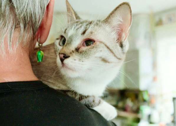 Тайский котенок-подросток Маффин ищет дом в Москве фото 7