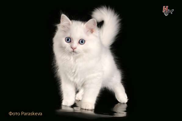 Докторица в Санкт-Петербурге фото 5