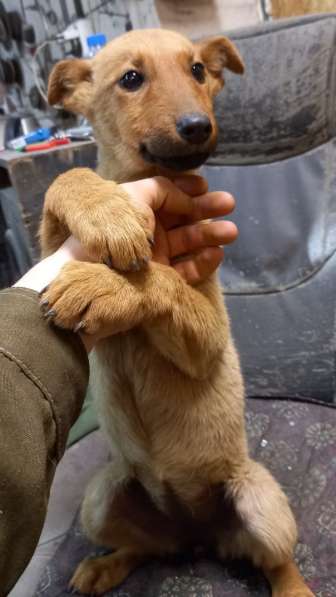 Отдам в добрые руки в Москве