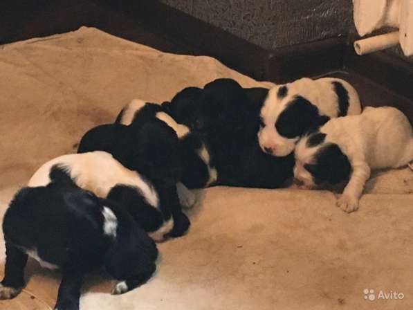 Щенки кокер спаниеля в Саратове фото 5
