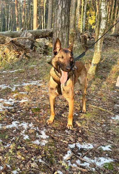 Красавчик Анзор ищет дом в Москве фото 3