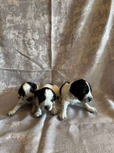 Щенки (Русский охотничий спаниель)