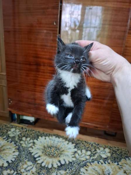 Котятам 1 месяц, мать охотница - грызуны, змеи