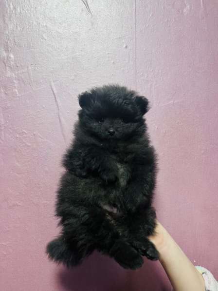 Померанский шпиц в Уссурийске