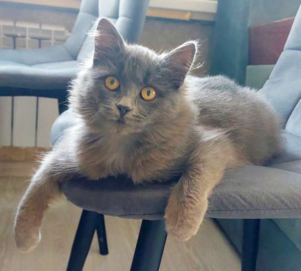 Красивая пушистая кошечка-подросток в Санкт-Петербурге фото 8