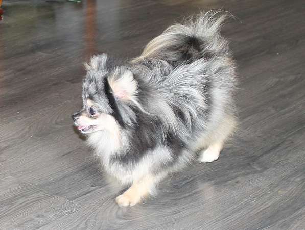 Мальчик медвежонок шпиц в Москве фото 3