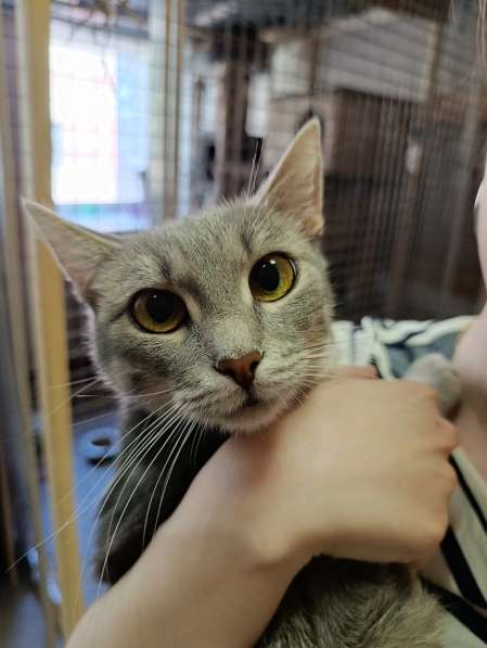 Серо-дымчатая косенькая кошка Кося в дар