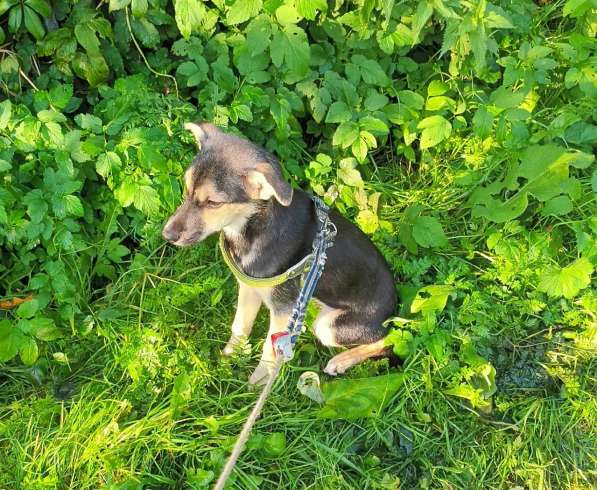 Домашний щенок от небольшой собачки в Санкт-Петербурге фото 12