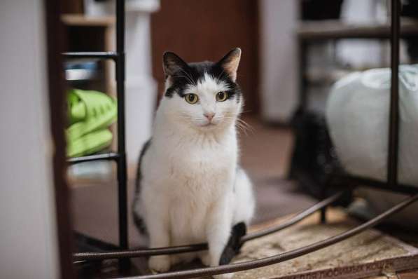 Ласковый котик Джон ищет семью в Москве фото 5