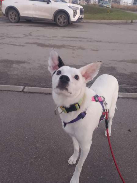 Красивая собачка ищет дом в Санкт-Петербурге