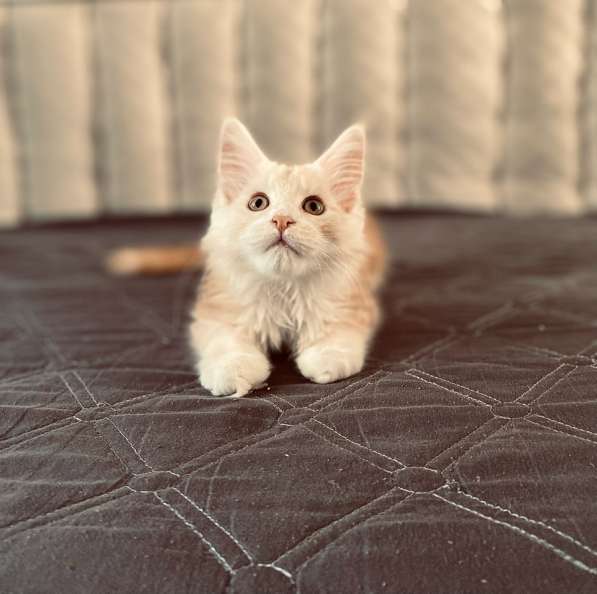 Срочно продаю девчушку мейн Кун в Краснодаре