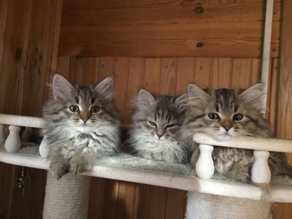 Сибирские котята