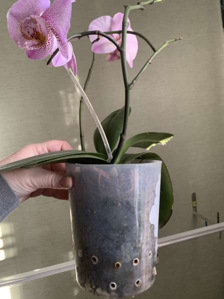 Орхидея в Брянске