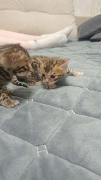 Бенгальские котята родились 5.01.2025