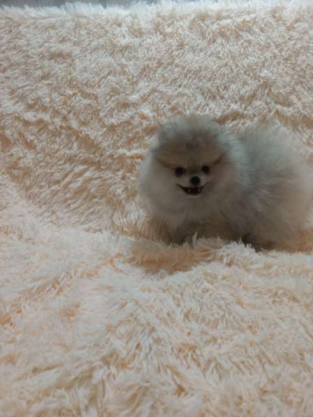 Pomeranian spitz. Mini boy's в фото 3