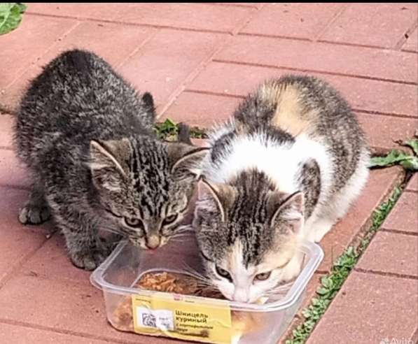 Шпротик в Санкт-Петербурге фото 5