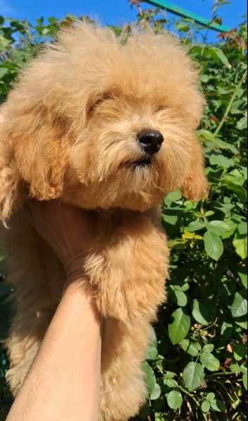 Maltipoo. Boy в фото 3