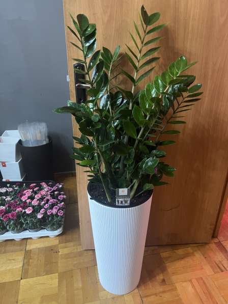 Замиокулькас большой пересаженный в Москве фото 3