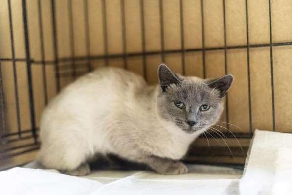 Невероятная красавица Агата в добрые руки в Москве