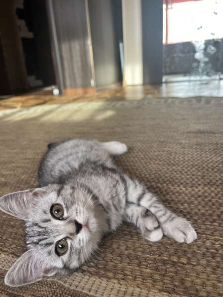 Котята в Белово фото 12