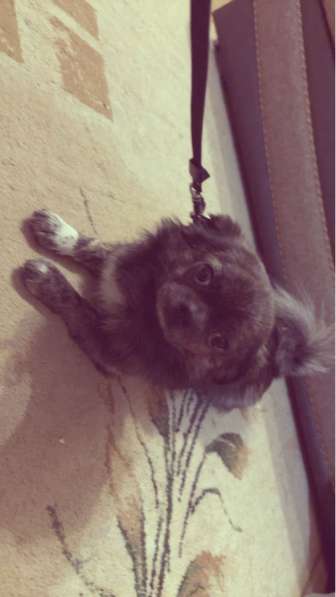 Пёс на вязку, Лениногорск