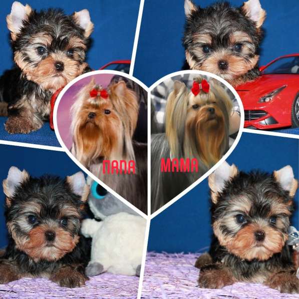 Щенок Йорк, мелкий стандарт