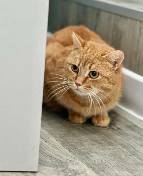 Рыжая красотка с характером срочно ищет дом! в Москве фото 4