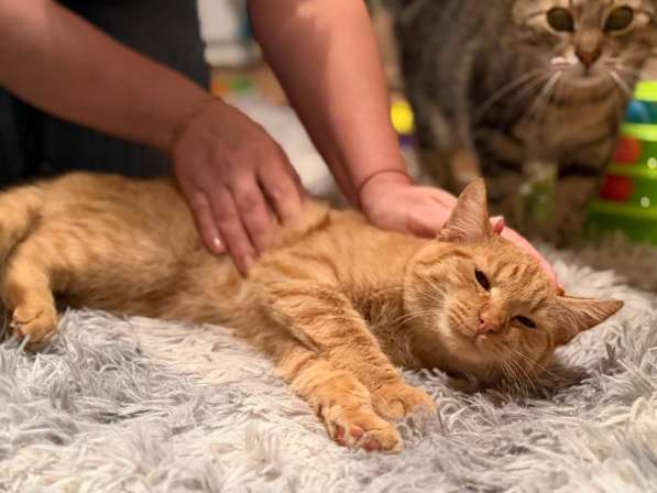 Хороший ласковый котёнок-рыжик в Санкт-Петербурге фото 11
