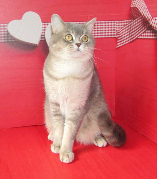 Шотландский котик из питомника в Санкт-Петербурге
