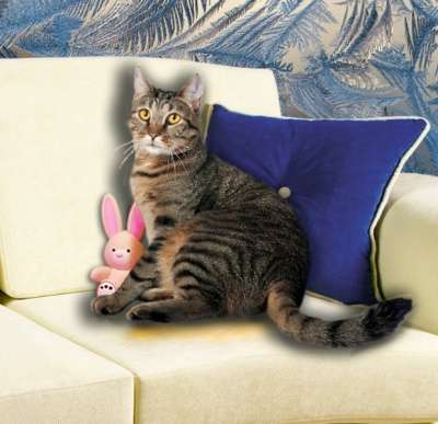 наша крупная Кама в Санкт-Петербурге фото 7