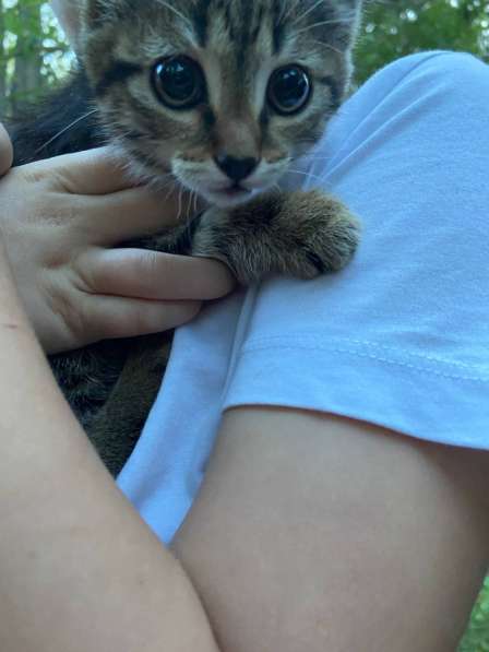 Отдам в добрые руки котят в Иркутске