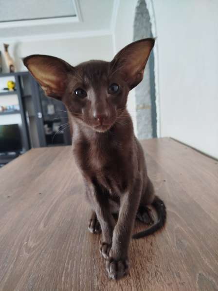 Ориентальные котята